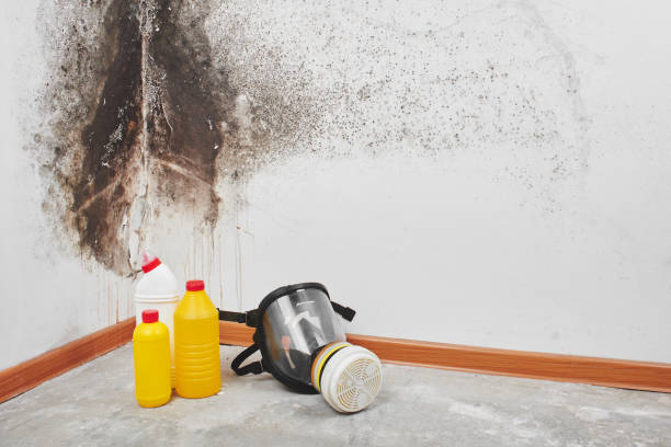 Best Commercial Mold Removal  in North Olmsted, OH