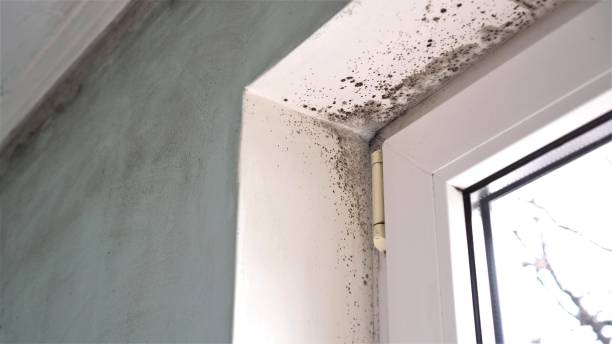 Trusted North Olmsted, OH Mold Removal Experts