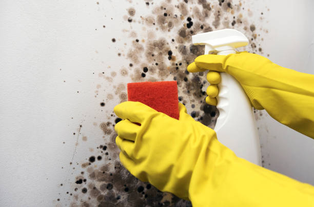 Best Home Mold Removal  in North Olmsted, OH