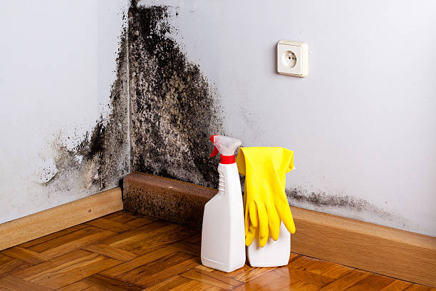 Best Mold Removal Specialists  in North Olmsted, OH